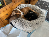 Border collie/cattle dog puppies (2 left)