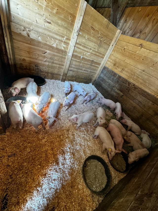  Piglets  in Livestock in Kamloops - Image 2