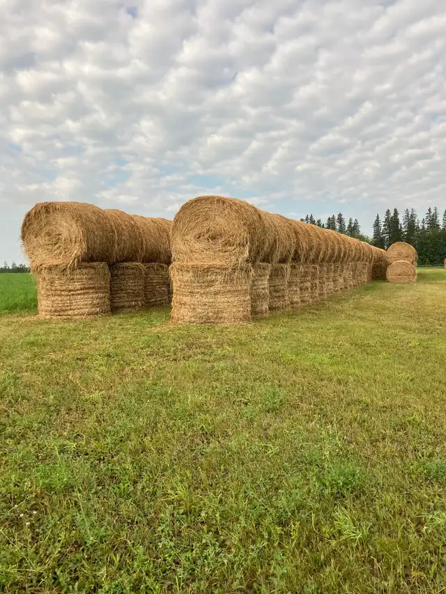 Hay for Sale in Livestock in Red Deer - Image 2