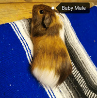 Baby Male Guinea Pig 