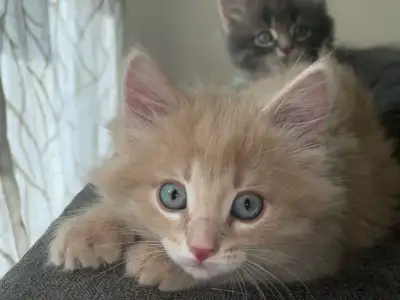 Mainecoon &tabby mix kittens , View more