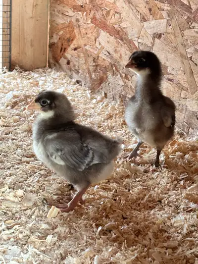 Orpington chicks, View more