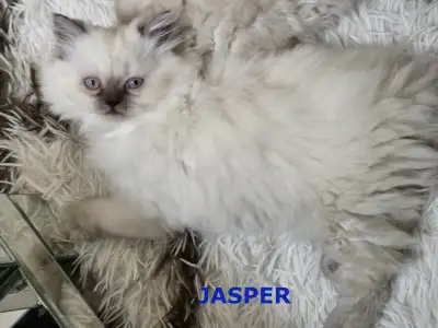 PURE, GORGEOUS AND FLUFFY HIMALAYAN KITTENS FOR ADOPTION, View more