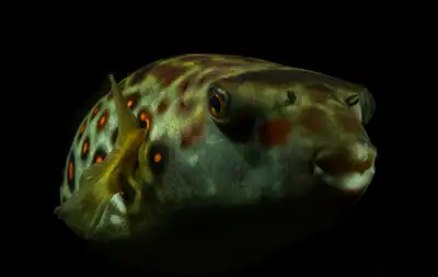 cross river puffer ( red line puffer) for sale at TT Pets, View more