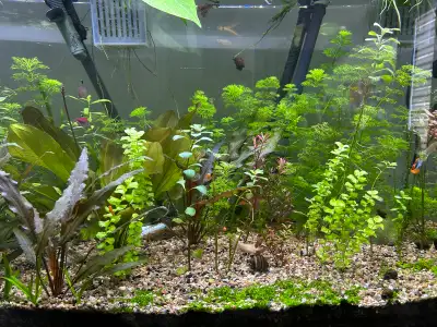 Aquarium plants for sale, View more