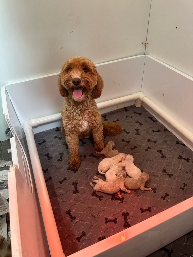 Mini Goldendoodle puppies in Dogs & Puppies for Rehoming in Owen Sound - Image 3