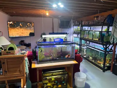 Fish Sanctuary   Rehoming your Fish, Tanks and Miscellaneous, Voir plus