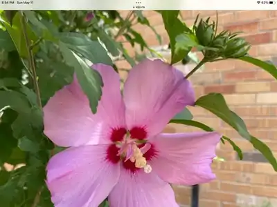 Beautiful Rose of Sharon purple for sale, View more