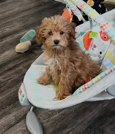 Female Mini Poodle, View more