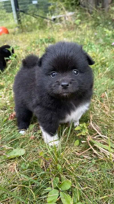 Pomeranian puppies, View more