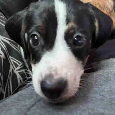 chiots teckels X femelle, View more