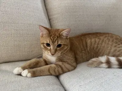 Orange Kitten, View more