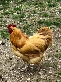 Buff Orpington Rooster (Cockerel)