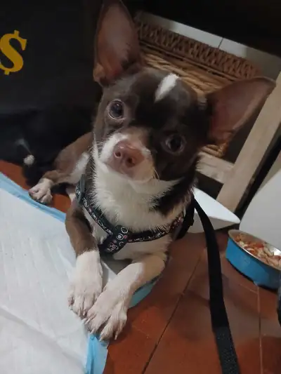 Chihuahua, View more