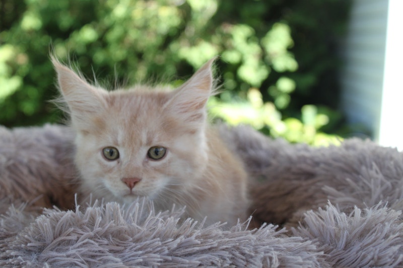 Purebred Maine Coon Kitten Ottawa/Gatineau area Cats & Kittens for