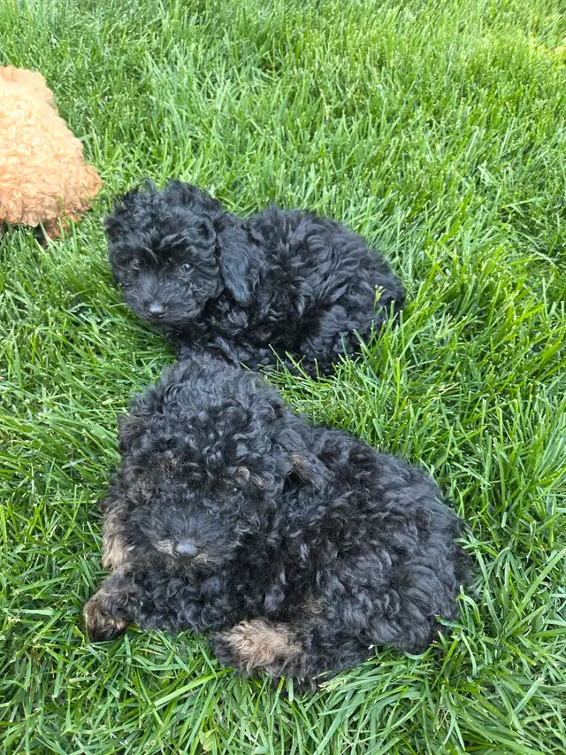 Miniature Toy Poddle in Dogs & Puppies for Rehoming in Winnipeg - Image 7