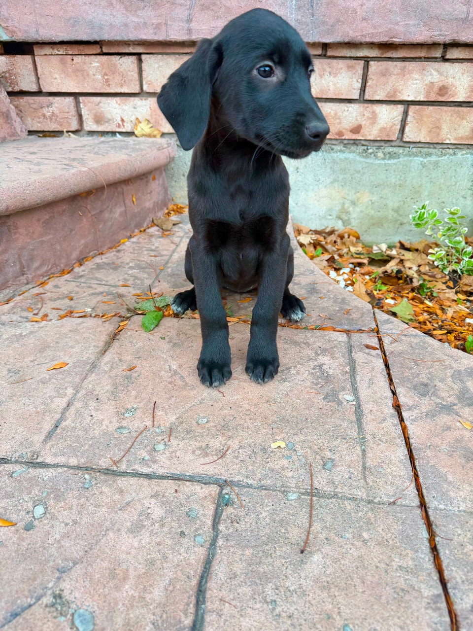 Labrador x Shephard Puppies READY TO GO | Dogs & Puppies for Rehoming ...