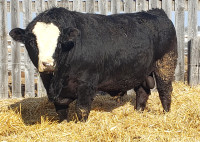 2 year old Simmental bull