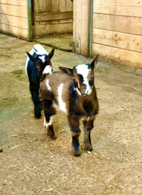Chèvres miniatures bébés et adultes 
