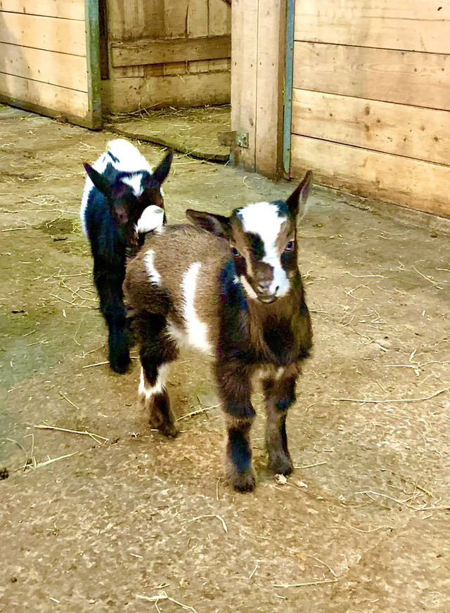 Chèvres miniatures bébés et adultes  dans Animaux de ferme  à Lac-Saint-Jean