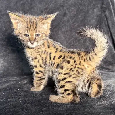 Chaton Savannah F1 enregistré TICA, View more
