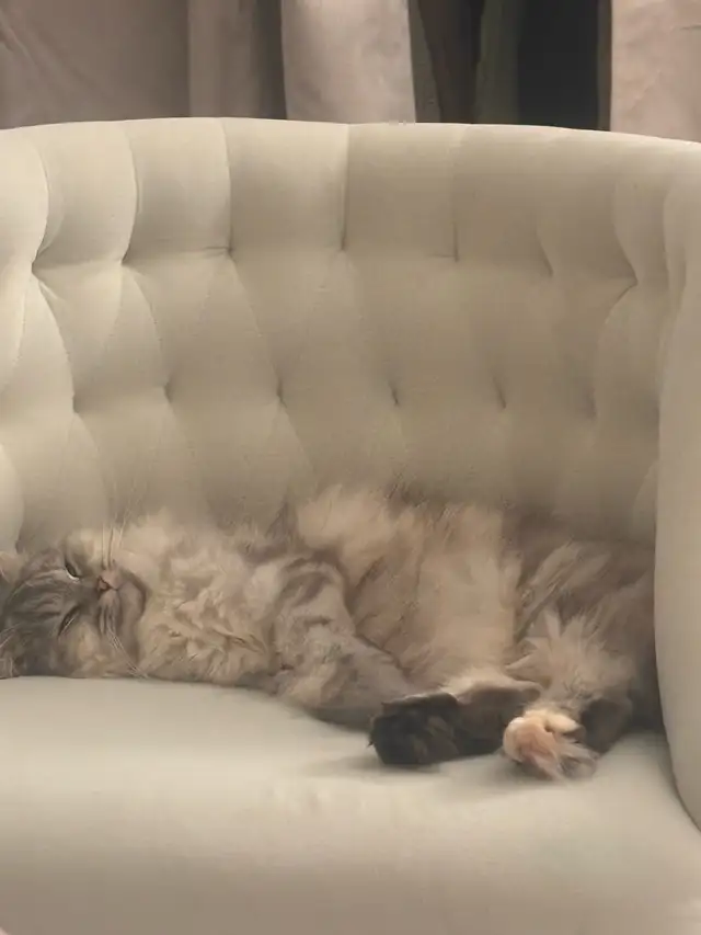 Cats for sale | Cats & Kittens for Rehoming | City of Toronto | Free ...