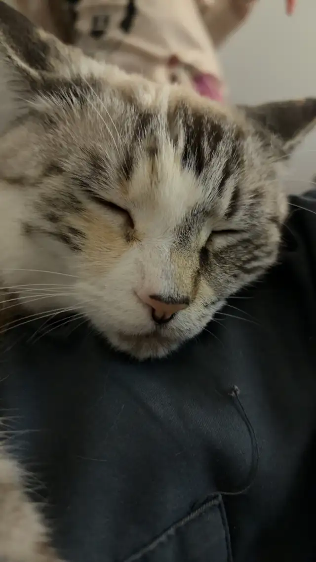 Adult Ragdoll x Tabby Cat