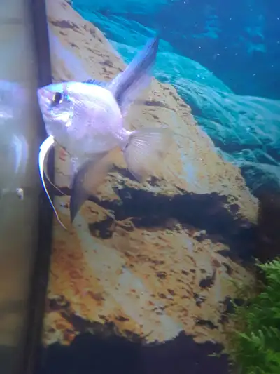 This is a nice big angelfish. Thought to be a female. About a year old.