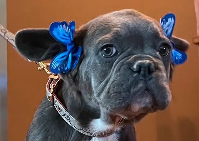 French Bulldog Puppy Blue Fluffy in Dogs & Puppies for Rehoming in Edmonton - Image 8