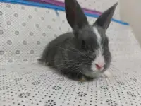 Baby Bunny for sale