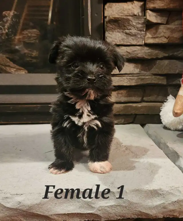 Morkie Puppies in Dogs & Puppies for Rehoming in Belleville - Image 2
