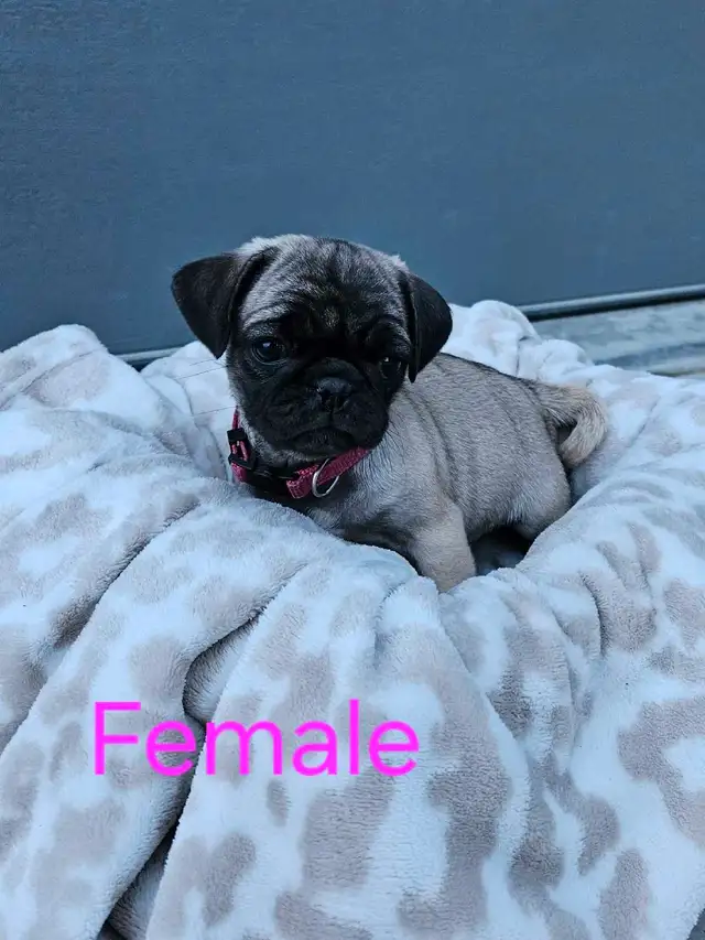 Pug Puppies in Dogs & Puppies for Rehoming in Portage la Prairie - Image 4