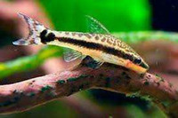 Otocinclus affinis Cat Fish