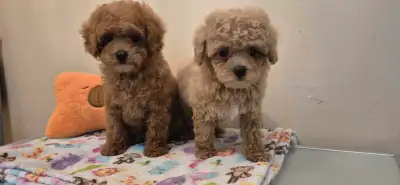Adorable Tiny Toy Poodles - One Boy(Sold) and One Girl, View more