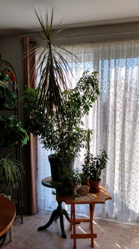 Tropical Indoor Plant in Home Décor & Accents in Dartmouth - Image 2