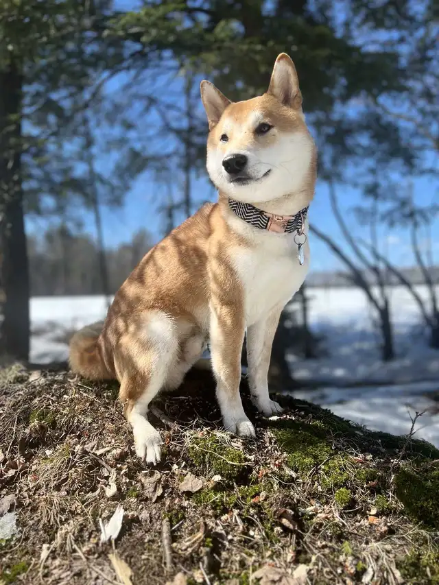 Shiba inu 100% propre, assi, couché donne la patte, reste in Dogs & Puppies for Rehoming in Drummondville - Image 6