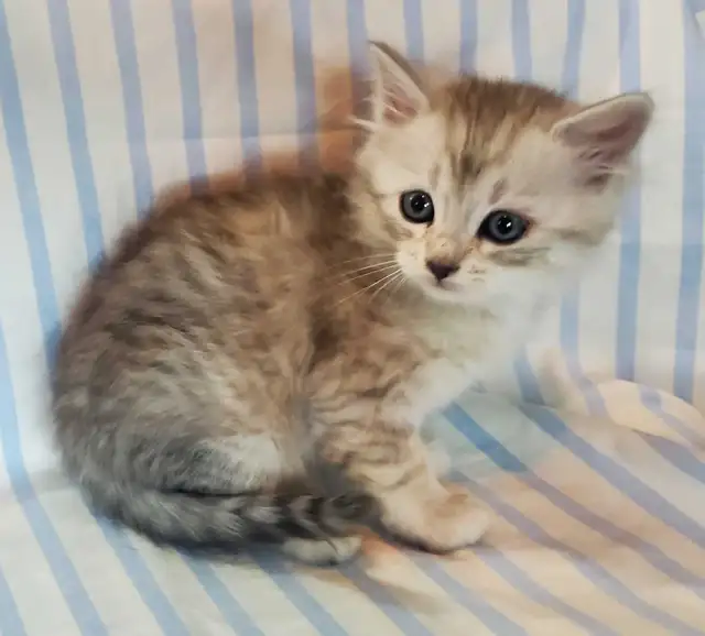 Hypoallergenic TICA Registered Siberian Kittens