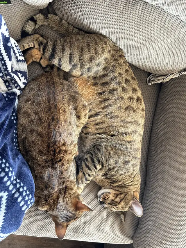 savannah/bengal bonded pair in Cats & Kittens for Rehoming in Calgary - Image 6