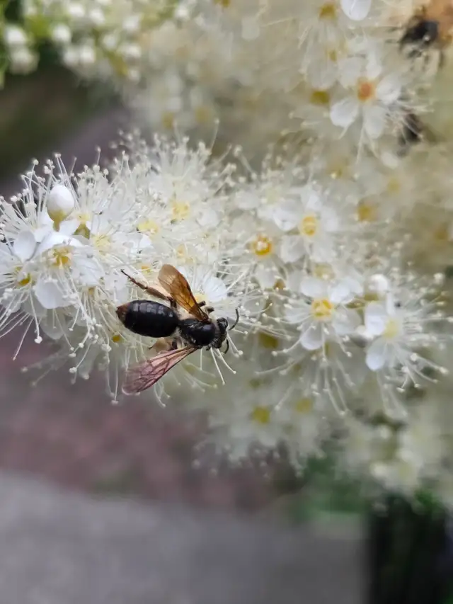Bee Identification496776073341849600