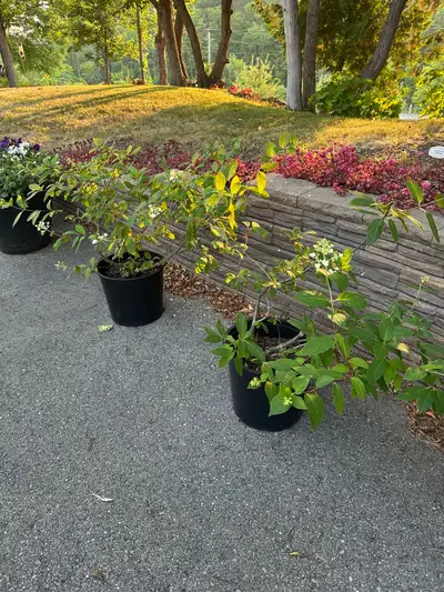 Firelight Hydrangeas, View more