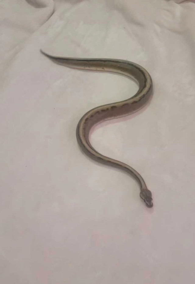 Ball Python  in Reptiles & Amphibians for Rehoming in Peterborough - Image 4