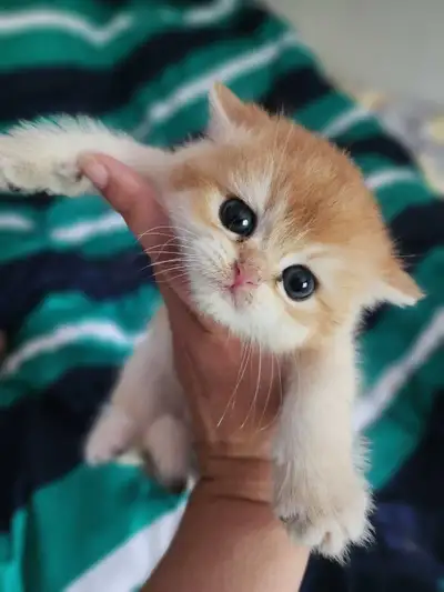 Purebreed Golden British Shorthair kittens with pedigree, View more