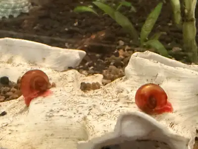 RAMSHORN SNAILS / ALGAE CLEANUP., View more
