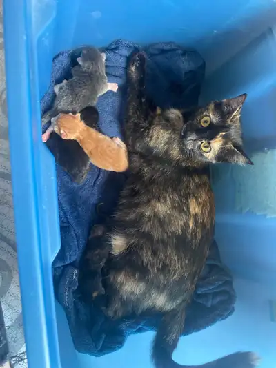 kittens for sale moms a calico dads a orange and white tabby, View more