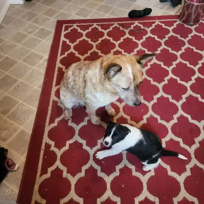 Red Heeler x Border Collie Pups for sale, View more