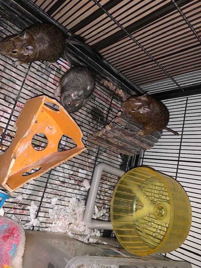 5 degus with multi level cage! Small Animals for Rehoming Hamilton