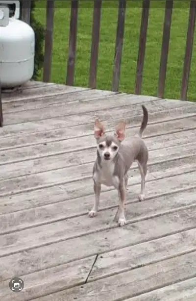 ADULT BLUE TRI MALE  CHIHUAHUA FOR REHOMING, View more