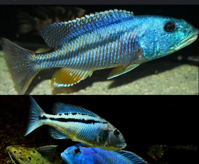 WANTED: MALE Malawi Hawk - ARISTOCHROMIS CHRISTYI in Fish for Rehoming in Mississauga / Peel Region - Image 2