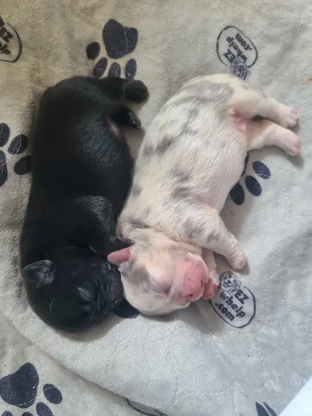 2 Fluffy French Bulldog Puppies in Dogs & Puppies for Rehoming in Winnipeg - Image 4