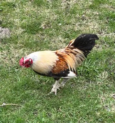 FREE Roosters!!, View more